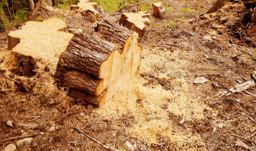 Golden Oak Tree Expert