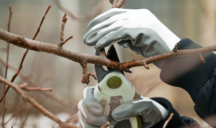 Golden Oak Tree Expert